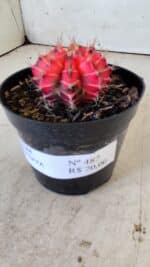 GYMNOCALYCIUM Mihanovichii Variegata Nº 487 – vaso 09 - Imagem 10