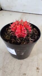 GYMNOCALYCIUM Mihanovichii Variegata Nº 487 – vaso 09 - Imagem 9