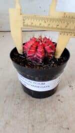 GYMNOCALYCIUM Mihanovichii Variegata Nº 487 – vaso 09