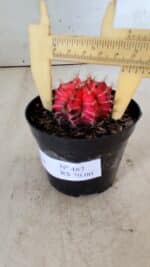 GYMNOCALYCIUM Mihanovichii Variegata Nº 487 – vaso 09 - Imagem 7