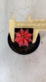 GYMNOCALYCIUM Mihanovichii Variegata Nº 487 – vaso 09 - Imagem 5