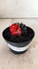 GYMNOCALYCIUM Mihanovichii Variegata Nº 488 – vaso 11 - Imagem 2