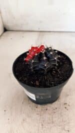 GYMNOCALYCIUM Mihanovichii Variegata Nº 488 – vaso 11 - Imagem 8