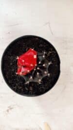 GYMNOCALYCIUM Mihanovichii Variegata Nº 488 – vaso 11 - Imagem 3