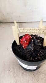 GYMNOCALYCIUM Mihanovichii Variegata Nº 488 – vaso 11 - Imagem 7