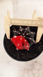 GYMNOCALYCIUM Mihanovichii Variegata Nº 488 – vaso 11 - Imagem 5