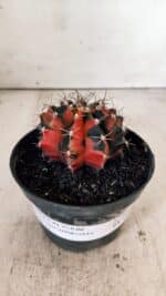 GYMNOCALYCIUM Mihanovichii Variegata Nº 489 – vaso 11 - Imagem 2