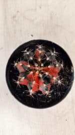 GYMNOCALYCIUM Mihanovichii Variegata Nº 489 – vaso 11 - Imagem 3