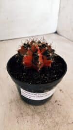 GYMNOCALYCIUM Mihanovichii Variegata Nº 489 – vaso 11 - Imagem 11