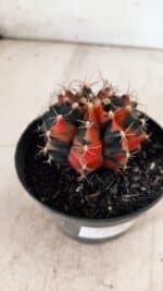 GYMNOCALYCIUM Mihanovichii Variegata Nº 489 – vaso 11 - Imagem 6