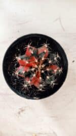 GYMNOCALYCIUM Mihanovichii Variegata Nº 489 – vaso 11 - Imagem 9