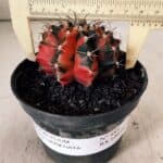 GYMNOCALYCIUM Mihanovichii Variegata Nº 489 – vaso 11