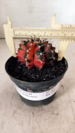GYMNOCALYCIUM Mihanovichii Variegata Nº 489 – vaso 11