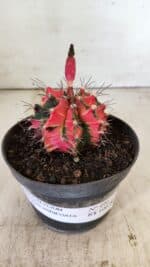 GYMNOCALYCIUM Mihanovichii Variegata Nº 490 – vaso 11 - Imagem 2
