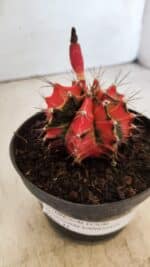 GYMNOCALYCIUM Mihanovichii Variegata Nº 490 – vaso 11 - Imagem 9