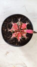 GYMNOCALYCIUM Mihanovichii Variegata Nº 490 – vaso 11 - Imagem 3