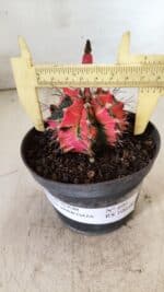 GYMNOCALYCIUM Mihanovichii Variegata Nº 490 – vaso 11