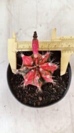 GYMNOCALYCIUM Mihanovichii Variegata Nº 490 – vaso 11 - Imagem 4