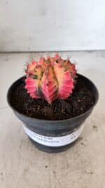 GYMNOCALYCIUM Mihanovichii Variegata Nº 491 – vaso 11 - Imagem 2