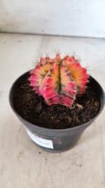 GYMNOCALYCIUM Mihanovichii Variegata Nº 491 – vaso 11 - Imagem 10