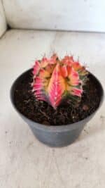 GYMNOCALYCIUM Mihanovichii Variegata Nº 491 – vaso 11 - Imagem 6