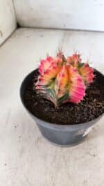 GYMNOCALYCIUM Mihanovichii Variegata Nº 491 – vaso 11 - Imagem 8