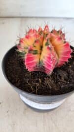 GYMNOCALYCIUM Mihanovichii Variegata Nº 491 – vaso 11 - Imagem 7