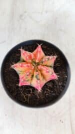 GYMNOCALYCIUM Mihanovichii Variegata Nº 491 – vaso 11 - Imagem 3