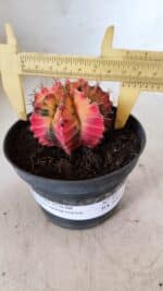 GYMNOCALYCIUM Mihanovichii Variegata Nº 491 – vaso 11