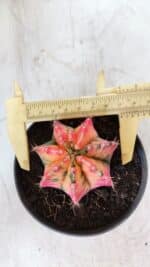 GYMNOCALYCIUM Mihanovichii Variegata Nº 491 – vaso 11 - Imagem 5