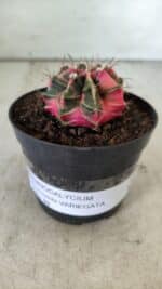 GYMNOCALYCIUM Mihanovichii Variegata Nº 492 – vaso 09 - Imagem 2