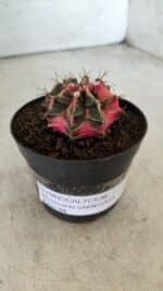 GYMNOCALYCIUM Mihanovichii Variegata Nº 492 – vaso 09 - Imagem 9