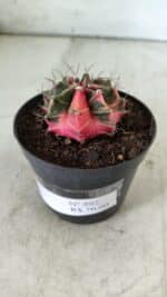GYMNOCALYCIUM Mihanovichii Variegata Nº 492 – vaso 09 - Imagem 6