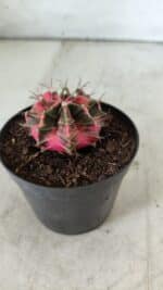 GYMNOCALYCIUM Mihanovichii Variegata Nº 492 – vaso 09 - Imagem 8