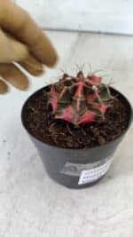 GYMNOCALYCIUM Mihanovichii Variegata Nº 492 – vaso 09 - Imagem 7