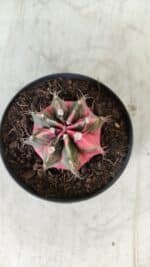 GYMNOCALYCIUM Mihanovichii Variegata Nº 492 – vaso 09 - Imagem 3