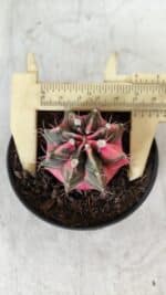 GYMNOCALYCIUM Mihanovichii Variegata Nº 492 – vaso 09 - Imagem 5