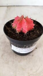 GYMNOCALYCIUM Mihanovichii Variegata Nº 493 – vaso 09 - Imagem 10