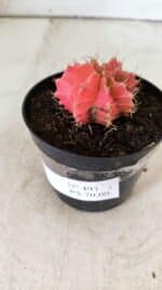 GYMNOCALYCIUM Mihanovichii Variegata Nº 493 – vaso 09 - Imagem 9