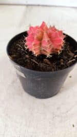 GYMNOCALYCIUM Mihanovichii Variegata Nº 493 – vaso 09 - Imagem 8