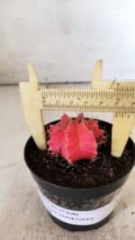 GYMNOCALYCIUM Mihanovichii Variegata Nº 493 – vaso 09 - Imagem 4