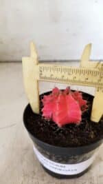 GYMNOCALYCIUM Mihanovichii Variegata Nº 493 – vaso 09 - Imagem 7