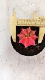 GYMNOCALYCIUM Mihanovichii Variegata Nº 493 – vaso 09