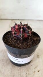 GYMNOCALYCIUM Mihanovichii Variegata Nº 494 – vaso 09 - Imagem 2