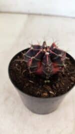 GYMNOCALYCIUM Mihanovichii Variegata Nº 494 – vaso 09 - Imagem 7