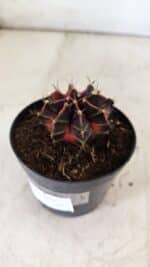 GYMNOCALYCIUM Mihanovichii Variegata Nº 494 – vaso 09 - Imagem 6