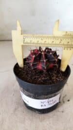 GYMNOCALYCIUM Mihanovichii Variegata Nº 494 – vaso 09