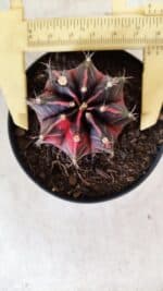 GYMNOCALYCIUM Mihanovichii Variegata Nº 494 – vaso 09 - Imagem 5