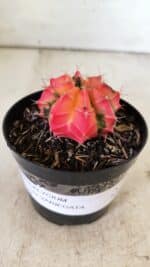 GYMNOCALYCIUM Mihanovichii Variegata Nº 495 – vaso 09 - Imagem 2