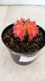 GYMNOCALYCIUM Mihanovichii Variegata Nº 495 – vaso 09 - Imagem 8